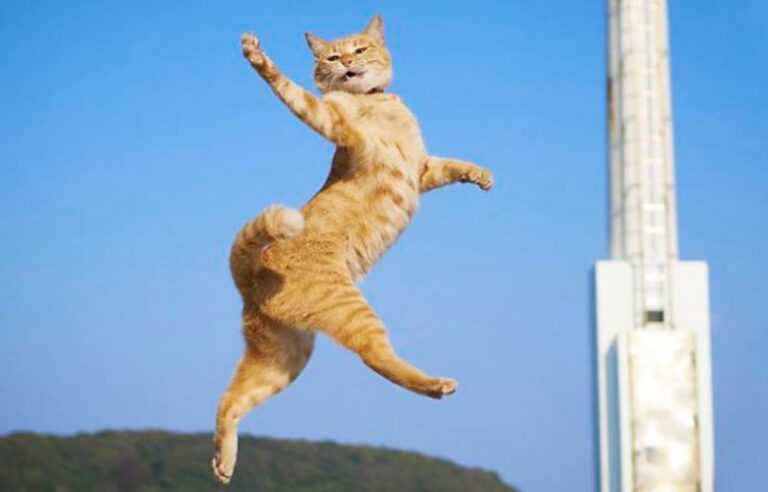 So, What Happens When You Google “Cat Ballet”?